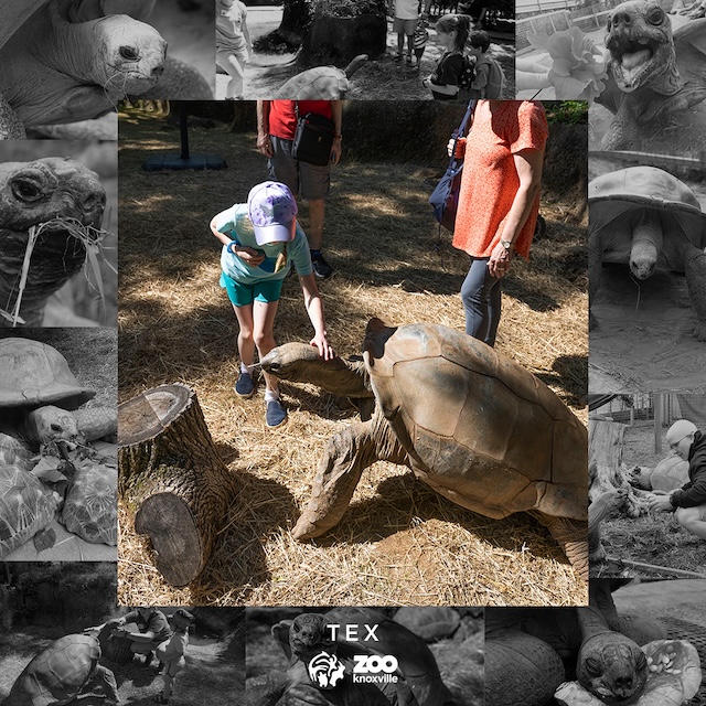 Tex, a Zoo Knoxville favorite, passes away