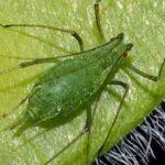Photosynthetic animals? Yes, there are!