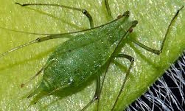 Photosynthetic animals? Yes, there are!