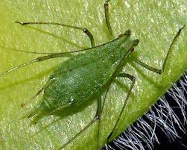 Photosynthetic animals? Yes, there are!