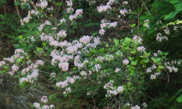 Hiking with Harrington: Cooper Road Trail