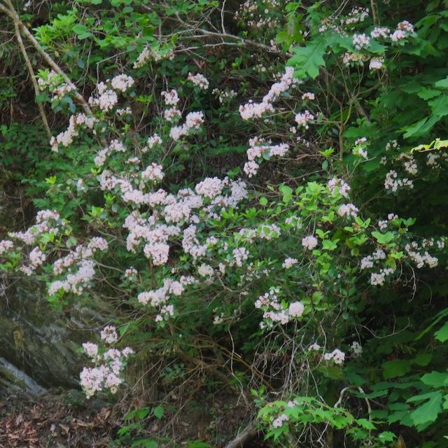 Hiking with Harrington: Cooper Road Trail