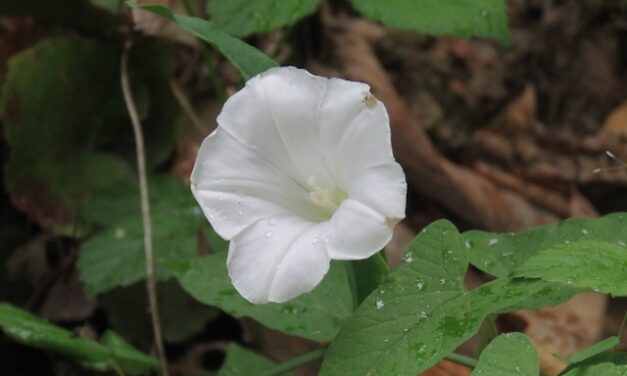 Hiking with Harrington: Round Top Trail