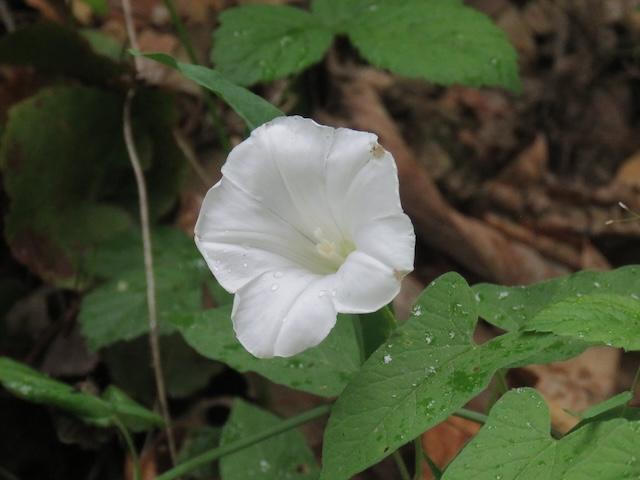 Hiking with Harrington: Round Top Trail