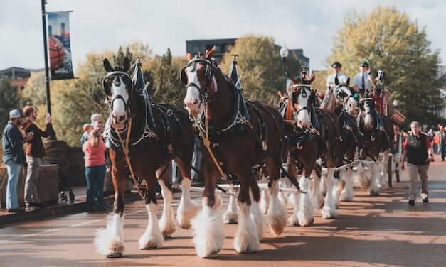 East Tennessee welcomes Budweiser Clydesdales