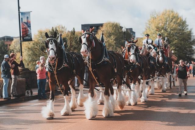 East Tennessee welcomes Budweiser Clydesdales