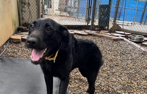 Stardust needs a home & you may be perfect