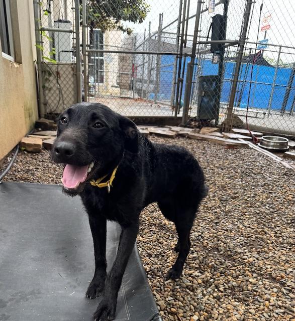 Stardust needs a home & you may be perfect