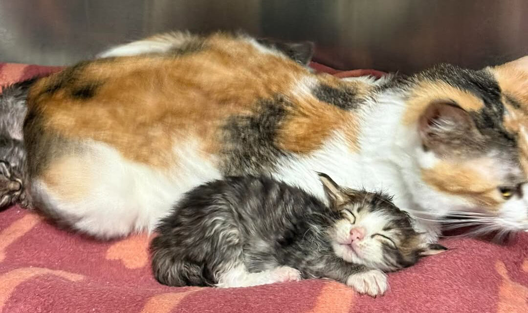 Mission Monday: Empowering community ministries. Today’s focus on Humane Society of the Tennessee Valley