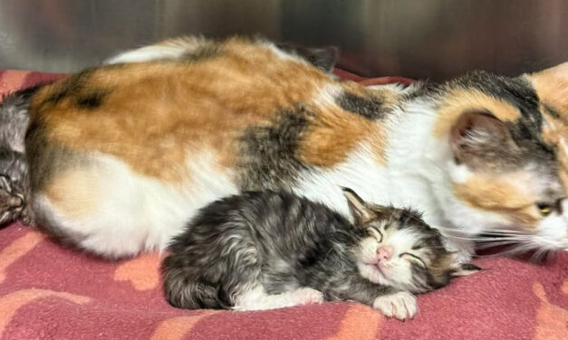 Mission Monday: Empowering community ministries. Today’s focus on Humane Society of the Tennessee Valley
