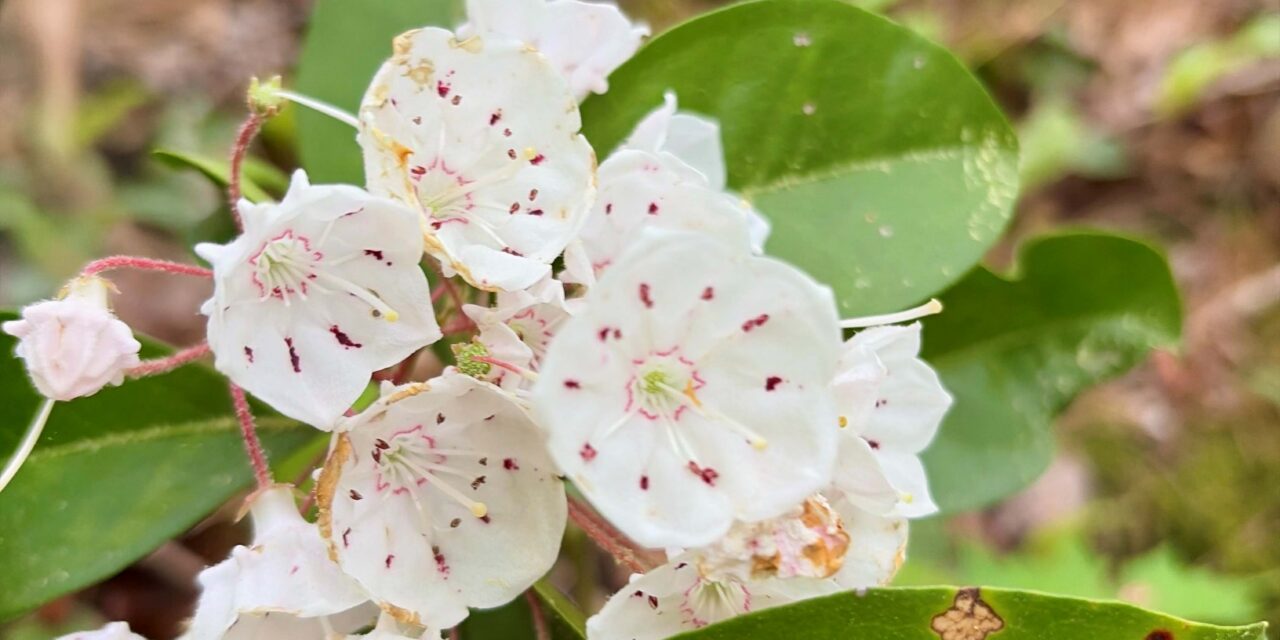 Foothills expands Smokies + War on kudzu + Flotilla update + MuMu festival ++