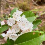 Foothills expands Smokies + War on kudzu + Flotilla update + MuMu festival ++