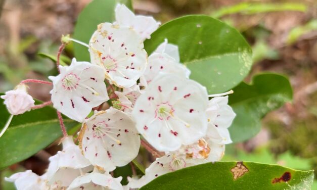 Foothills expands Smokies + War on kudzu + Flotilla update + MuMu festival ++