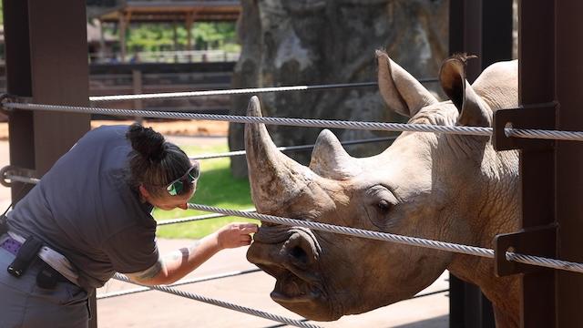 Zoo Knoxville has Wild Access tours (limited so act now)