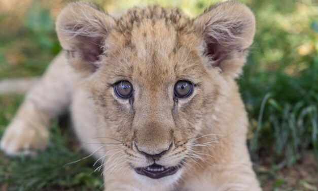Meet Bisky, Zoo Knoxville’s African lion cub.
