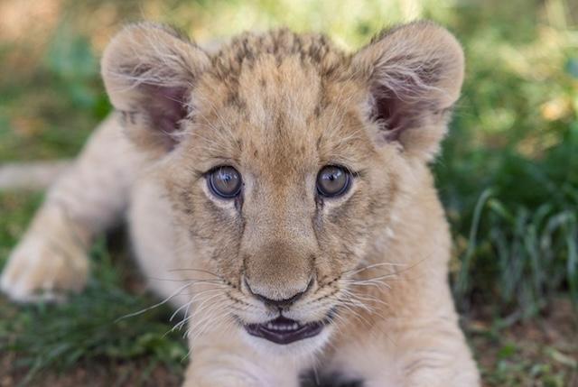 Meet Bisky, Zoo Knoxville’s African lion cub.