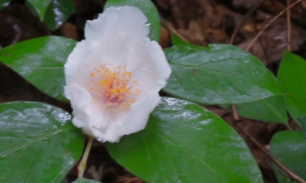 Hiking with Harrington: Five trails of beauty
