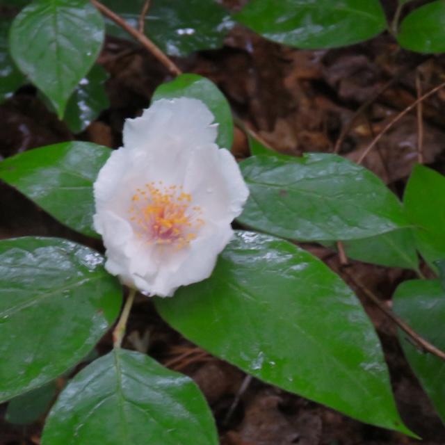 Hiking with Harrington: Five trails of beauty