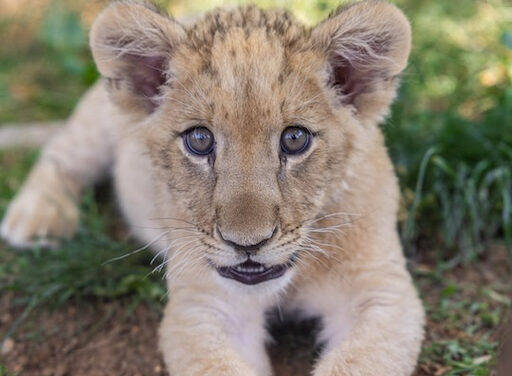 Bisky is a special resident at Zoo Knoxville