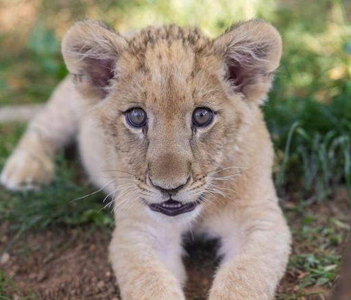 Bisky is a special resident at Zoo Knoxville