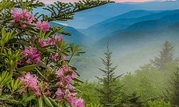 Misty Rhododendron: Hudson River School meets the Blue Ridge