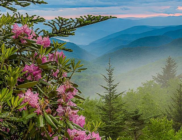 Misty Rhododendron: Hudson River School meets the Blue Ridge