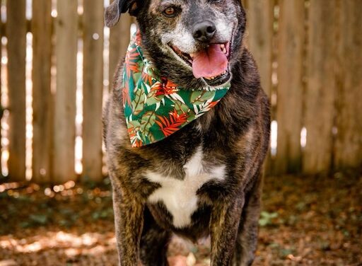 Griffin’s golden years deserve a golden home