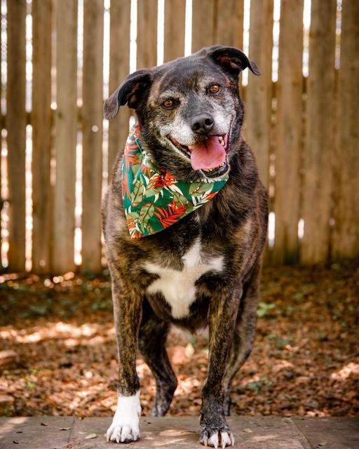 Griffin’s golden years deserve a golden home