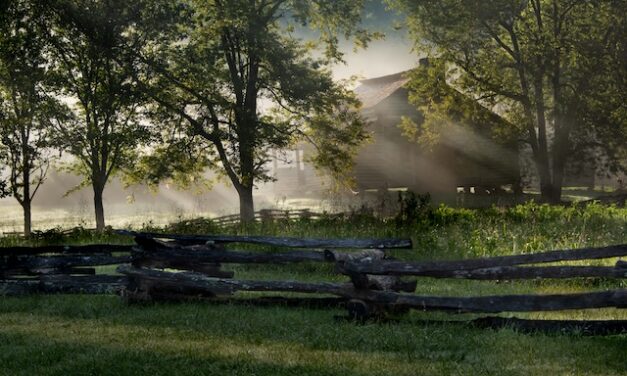 Morning Fog in the Cove