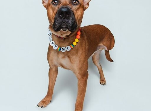 Regal the Tripod Pup has been a shelter favorite for 6 months, but still no family