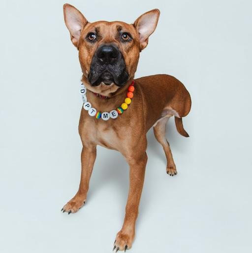 Regal the Tripod Pup has been a shelter favorite for 6 months, but still no family