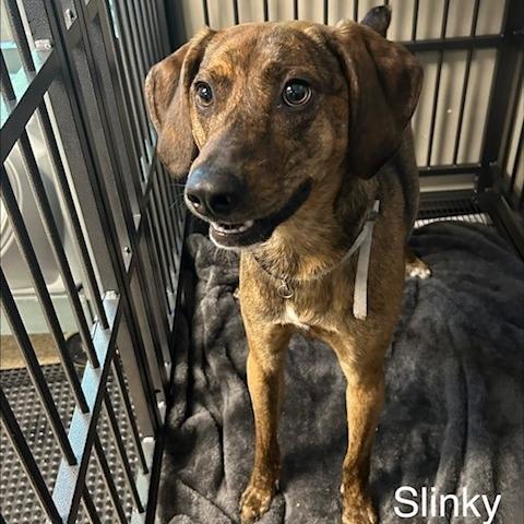 Meet Slinky: The adventure buddy you’ve been wanting