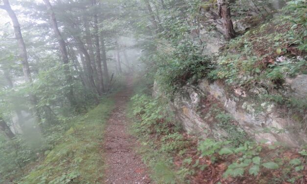 Hiking with Harrington: Fog, wildflowers and a peaceful walk on Lumber Ridge