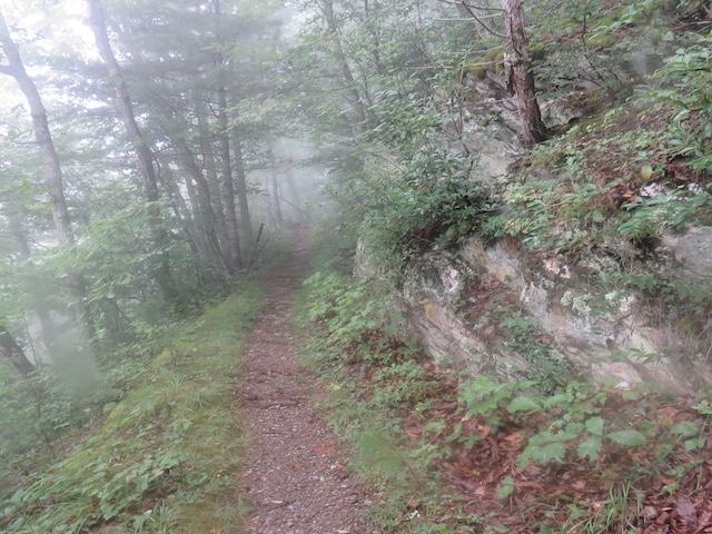 Hiking with Harrington: Fog, wildflowers and a peaceful walk on Lumber Ridge