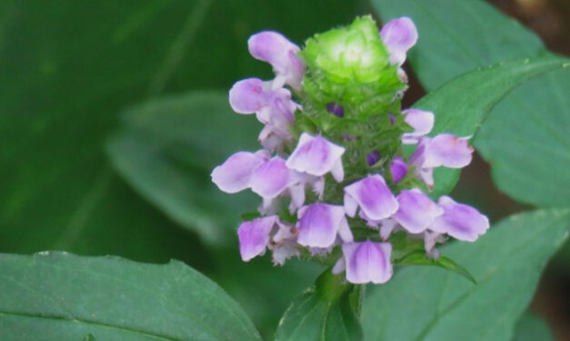 Hiking with Harrington: Summer blooms brighten Jakes Creek Trail