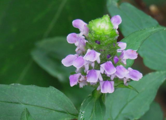Hiking with Harrington: Summer blooms brighten Jakes Creek Trail