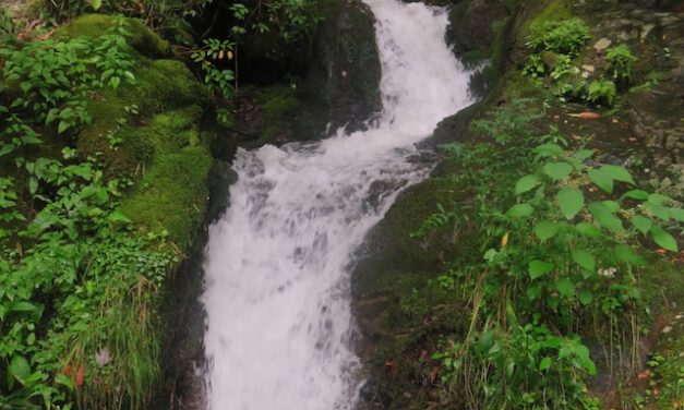 Hiking with Harrington: Summer blooms along Little River Trail