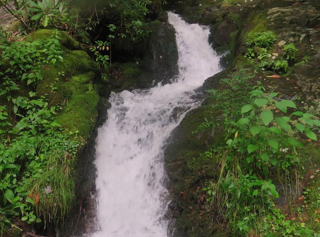 Hiking with Harrington: Summer blooms along Little River Trail