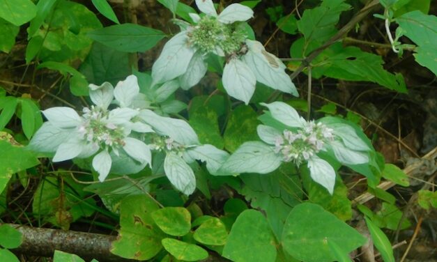 Hiking with Harrington: Curry Mountain Trail