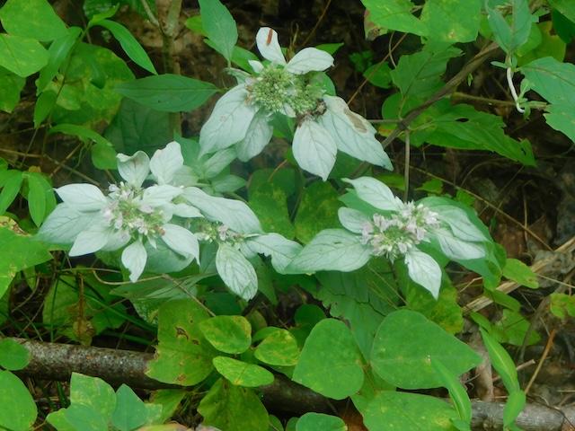 Hiking with Harrington: Curry Mountain Trail