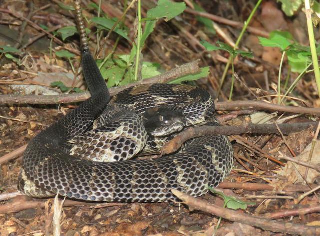 Hiking with Harrington: Summer’s quiet side on Lower Mount Cammerer Trail