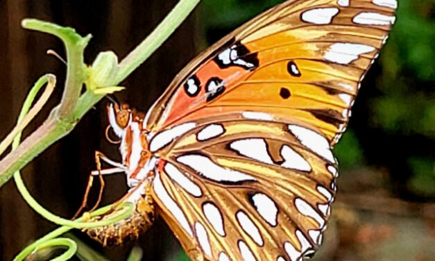 “Butterflies and Their Host Plants” a Zoom presentation by the UT Arboretum Society