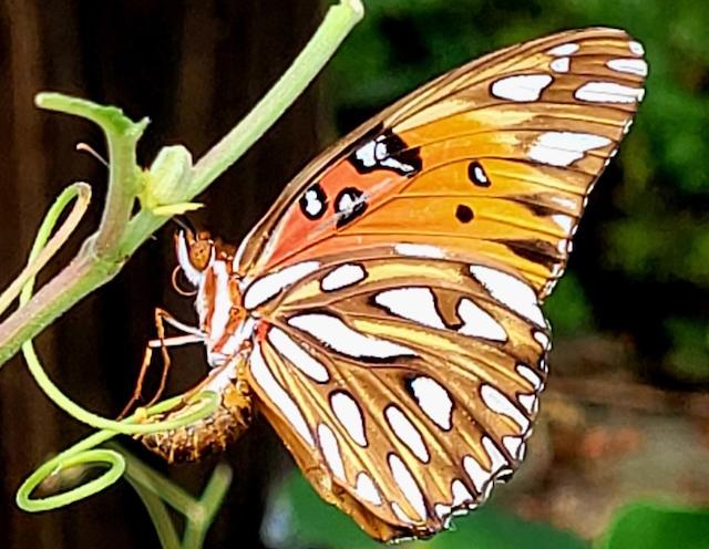 “Butterflies and Their Host Plants” a Zoom presentation by the UT Arboretum Society