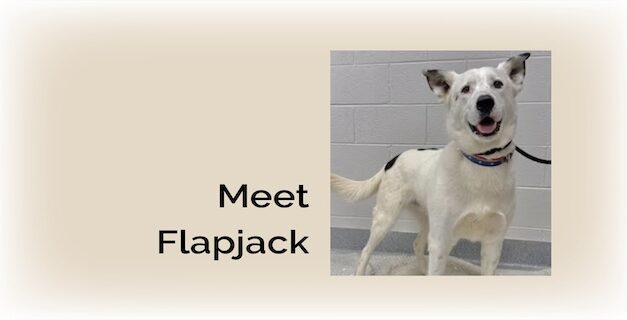 Flapjack is ready to steal your heart
