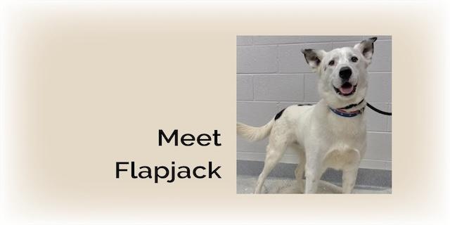 Flapjack is ready to steal your heart