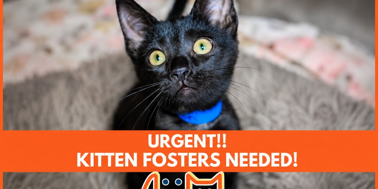 HSTV needs kitten fosters