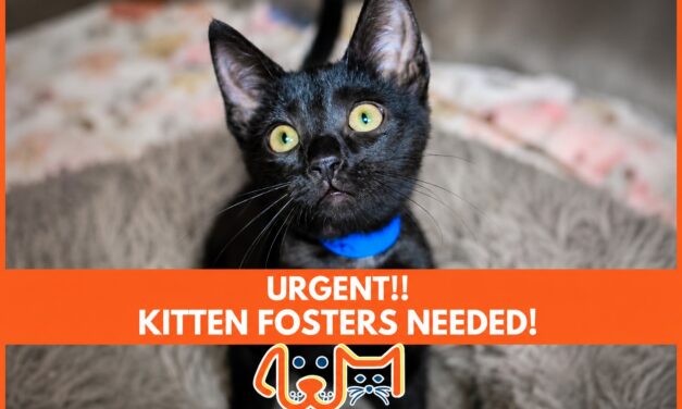 HSTV needs kitten fosters