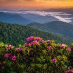 Catawba and rosebay rhododendron: The season of bloom in the Great Craggy Mountains