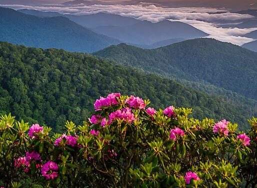 Catawba and rosebay rhododendron: The season of bloom in the Great Craggy Mountains
