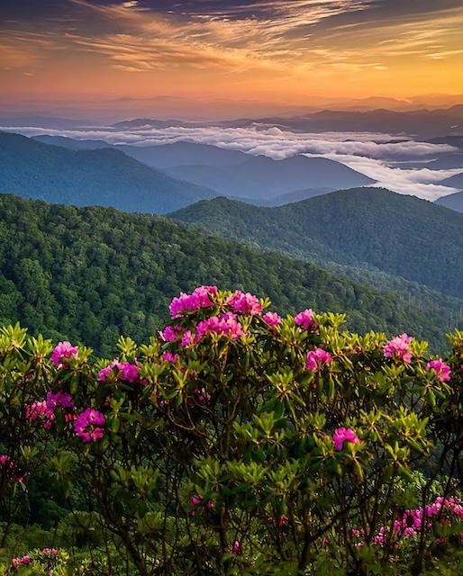 Catawba and rosebay rhododendron: The season of bloom in the Great Craggy Mountains